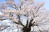 醍醐桜