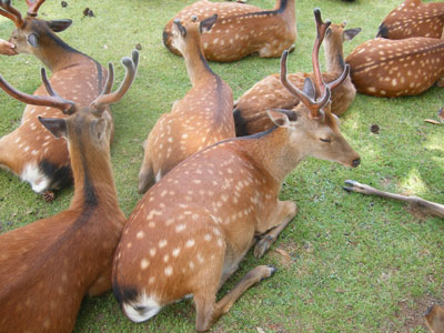 nara1.jpg